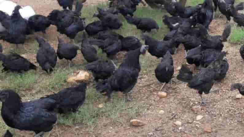 Kadaknath Chicken : కడక్నాథ్ చికెన్కు విదేశాలలో కూడా డిమాండ్..! లాభసాటి వ్యాపారానికి ప్రభుత్వ సహకారం..