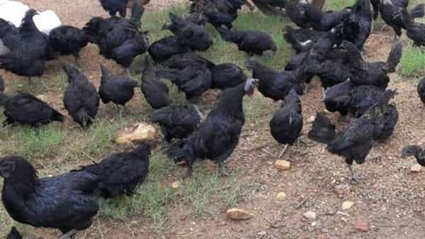 Kadaknath Chicken : కడక్నాథ్ చికెన్కు విదేశాలలో కూడా డిమాండ్..! లాభసాటి వ్యాపారానికి ప్రభుత్వ సహకారం..