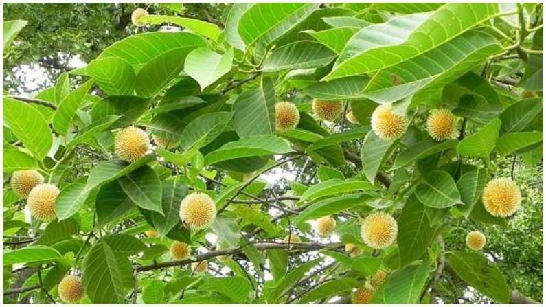 Kadamba Tree : కదంబ చెట్టు ఔషధాల గని.. ఎన్ని రోగాలను నయం చేస్తుందో తెలిస్తే ఆశ్చర్యపోతారు..