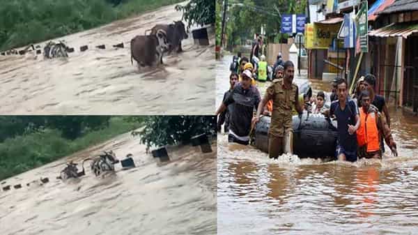 Heavy Rain: భారీ వర్షాలు.. రెడ్ అలర్ట్.. వాగు దాటుతూ వరద ఉధృతికి కొట్టుకుపోయిన ఆవులు