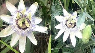 Hollow earth theory: భూమి లోపల మరో ప్రపంచం.. ఏలియన్స్‌ అక్కడా ఉన్నారా..? ఆసక్తికర విషయాలు