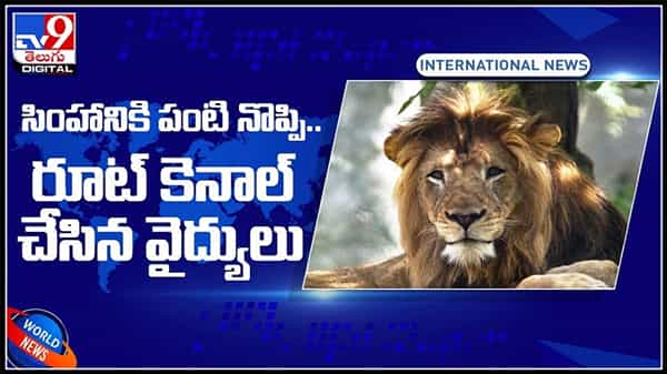 సింహానికి పంటి నొప్పి... రూట్ కెనాల్ చేసిన వైద్యులు.. మత్తు మందు ఎక్కడానికే 4 గంటలు సమయం:Lion Dental Problem Video.