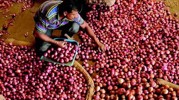 KP Ulli: కడప కె.పి ఉల్లికి జియో ట్యాగ్ ఇవ్వాలంటోన్న పరిశోధకులు.. విదేశాలకు ఎగుమతయ్యే ఈ ఉల్లి ప్రత్యేకతలేంటంటే.