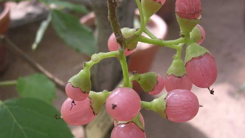 Ayurveda-Lasora Fruits: రోడ్ల పక్కన ముళ్ళ పొదల్లో కనిపించే ఈ కాయలు దీర్ధకాలిక రోగాలకు దివ్య ఔషధం