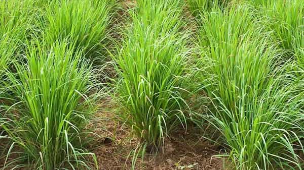 Lemongrass Farming: రైతులకు సిరులు కురిపిస్తున్న నిమ్మ గడ్డి.. ఎకరానికి రూ. లక్ష వరకు. దీనికి ఎందుకంత డిమాండ్ అనేగా?