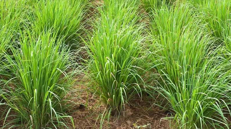 Lemongrass Farming: రైతులకు సిరులు కురిపిస్తున్న నిమ్మ గడ్డి.. ఎకరానికి రూ. లక్ష వరకు. దీనికి ఎందుకంత డిమాండ్‌ అనేగా?