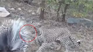 Viral Video: ఇలాంటి ఆక్టోపస్‌ని మీరెప్పుడూ చూసి ఉండరు..! వైరలవుతోన్న వీడియో