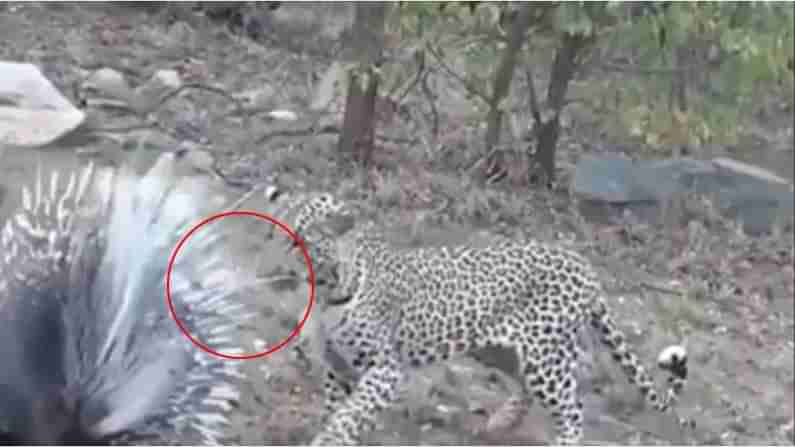 Viral Video: ముళ్ల పందితో పెట్టుకున్న చిరుత.. వీడియో చూస్తే అస్సలు నవ్వాపుకోలేరు.!