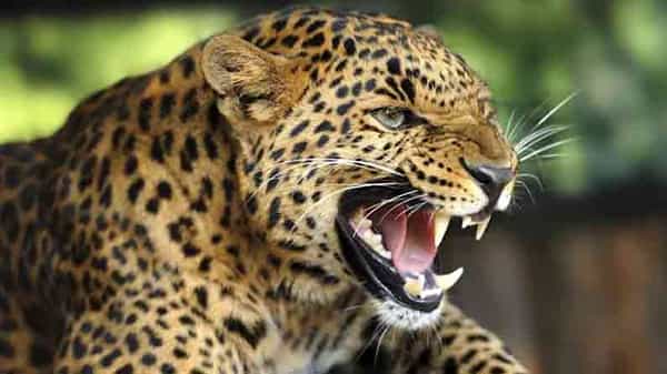 Maharashtra: ధీశాలి ధైర్యానికి హ్యాట్సాప్.. బిడ్డను ఎత్తుకెళ్లిన చిరుతపులి.. తరిమి తరిమి కొట్టి తల్లి..