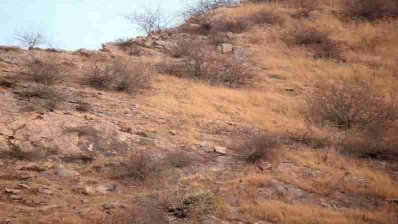 Viral Pic: ఈ కొండపై చిరుత ఇంచక్కా సేద తీరుతోంది.. అదెక్కడ ఉందో కనిపెట్టండి చూద్దాం.!