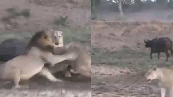 Viral Video: పోట్లాడుకున్న సింహాలు.. అదే ఛాన్స్గా జంప్ అయిన గేదె.. వీడియో చూస్తే షాక్ అవ్వాల్సిందే..