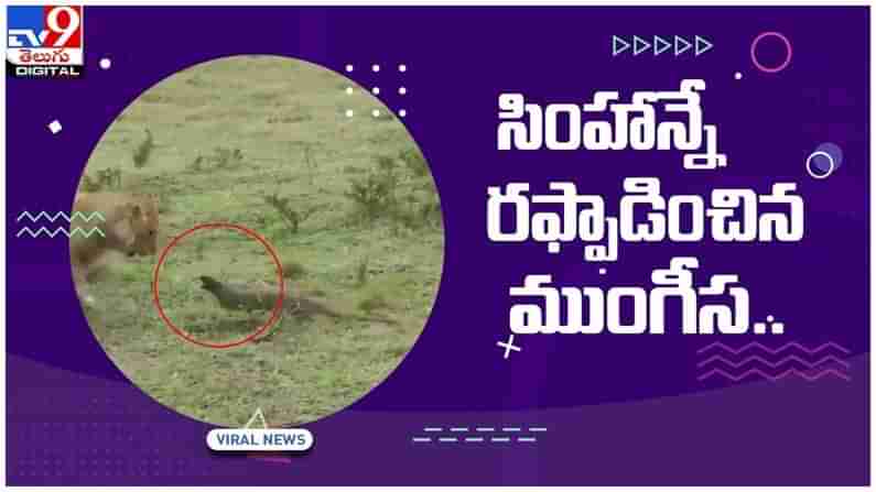 Viral Video: సింహాన్నే రఫ్ఫాడించిన ముంగీస..!! నెట్టింట వైరల్ అవుతున్న వీడియో..!!