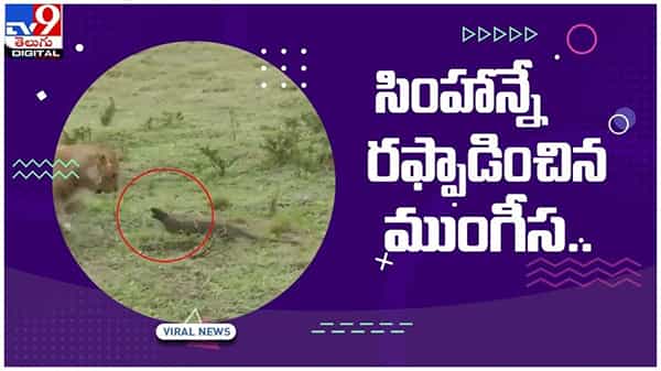 Viral Video: సింహాన్నే రఫ్ఫాడించిన ముంగీస..!! నెట్టింట వైరల్ అవుతున్న వీడియో..!!