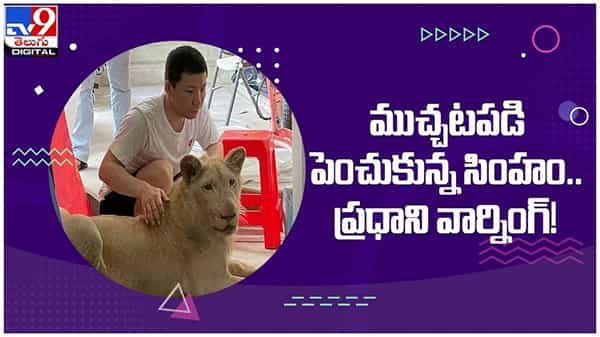 Pet Lion Seized: పెంపుడు సింహం సీజ్...!! అధికారులకు పీఎం వార్నింగ్‌..!! ( వీడియో )