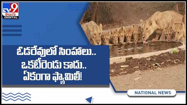 ఓడరేవులో సింహాలు ఒకటీ రెండు కాదు.. ఏకంగా ఫ్యామిలీ..!ఒకేచోట చేరి హడలెత్తిస్తున్న సింహాల వీడియో :Lions Viral Video.