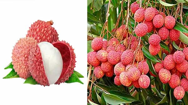 Litchi Fruit Benefits: బరువు ఈజీగా తగ్గాలనుకుంటున్నారా.. ఐతే ఈ పండ్లను తింటే సరి