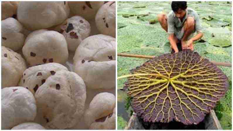 Makhana Cultivation: తెలుపు రంగులో మెరిసిపోయే పూల్ మఖనా.. ఎలా పండిస్తారో తెలిస్తే షాక్ అవుతారు..