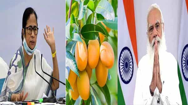 Mamata Mangoes To Modi: మోదీకి మామిడి పండ్లు పంపిన దీదీ.. ఎప్పటికీలాగే ఈసారి కూడా సంప్రదాయాన్ని కొనసాగించిన మమతా.