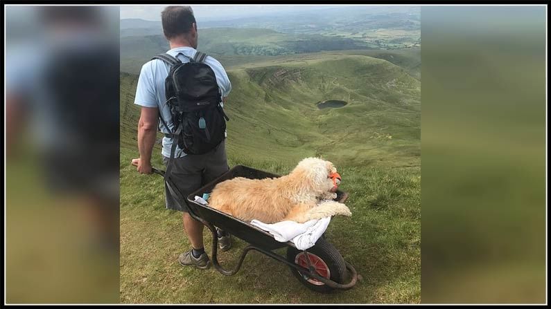 Man Takes Dying Pet Dog To Mountain In Wheelbarrow,london,pet Dog,monty,carlos Fresco,last Journey,man Takes Dying,pet Dog To Mountain,wheelbarrow 3