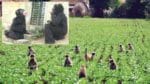 Monkeys Terror: పంట పొలాలపై వానర సేనల దండయాత్ర.. కిష్కిందకాండను అడ్డుకునేందుకు రైతుల వినూత్న ప్రయోగం