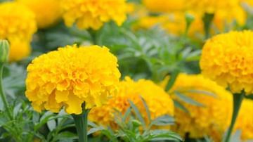 Marigold Flower Business: అదిరిపోయే బిజినెస్ ఐడియా.. బంతిపూల సాగుతో లక్షల్లో ఆదాయం..