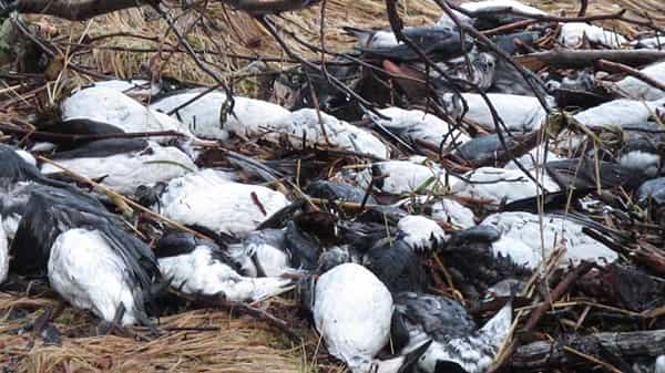 Massive birds Death: అమెరికాలో గుర్తు తెలియని వ్యాధితో వందలాది పక్షుల మరణం.. కారణం తెలీక కలవర పడుతున్న వైద్య నిపుణులు!