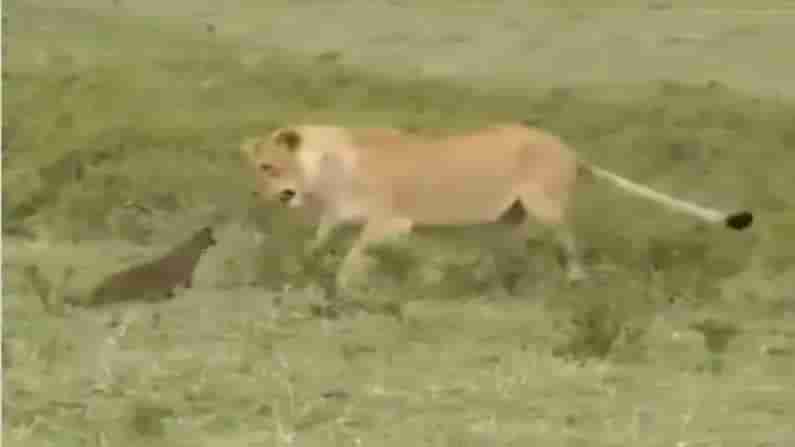 Viral Video: సింహాన్ని రఫ్ఫాడించిన ముంగీస.. బెదరగొట్టి.. భయపెట్టి.. వైరల్ అవుతున్న వీడియో!