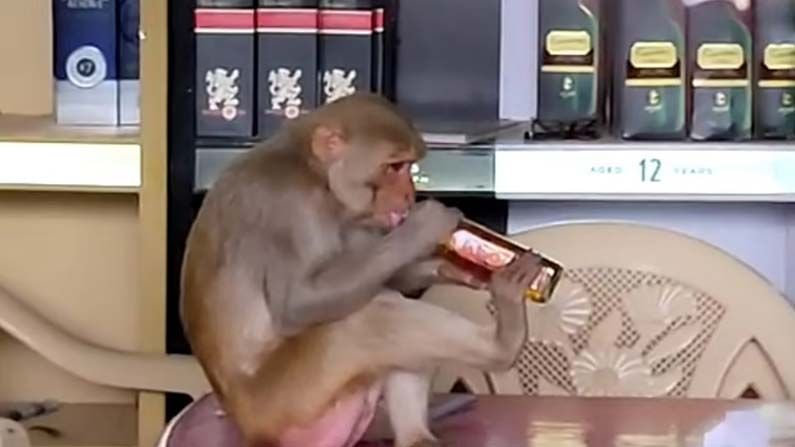 Viral Video: అమ్మ బాబోయ్.. ఈ కోతి ముందు మందుబాబులు బలాదూరే.. వీడియో చూస్తే నవ్వు ఆపుకోలేరు..