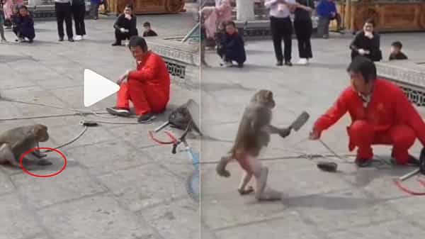 Viral Video: రోడ్డుపై కత్తి నూరుతున్న కోతి.. ట్రైనర్ను బెదిరిస్తూ.. వీడియో చూస్తే నవ్వులు పువ్వులు.!