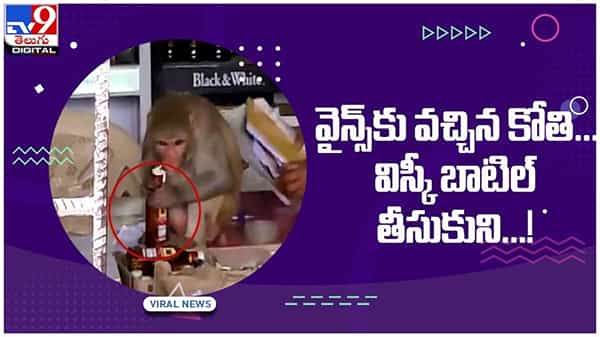 Viral Video: తాగుబోతు కోతి వైన్ షాప్ కి వచ్చి ఏంచేసిందంటే..?? నెట్టింట వీడియో వైరల్...