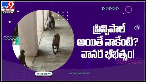 ప్రిన్సిపల్‌ అయితే నాకేంది? బడిలో అనుకోని అతిథి పెత్తనం..వానర బీభత్సం..:Monkey In School Video.