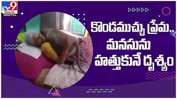అవ్వకోసం కొండముచ్చు ఆరాటం..!! మనసును హత్తుకునే దృశ్యం...!! నెట్టింట వైరల్ వీడియో...