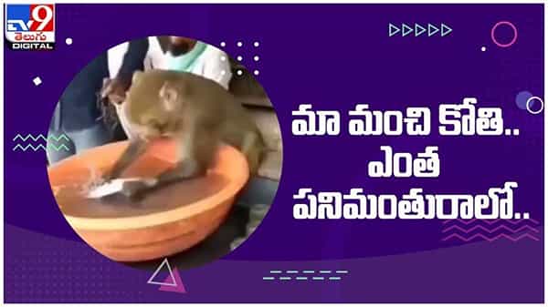 Viral Video: హోటల్ యజమానికి చేదోడు వాదోడుగా ఉంటోన్న కోతి... నెట్టింట్లో చక్కర్లు కొడుతున్న వీడియో...