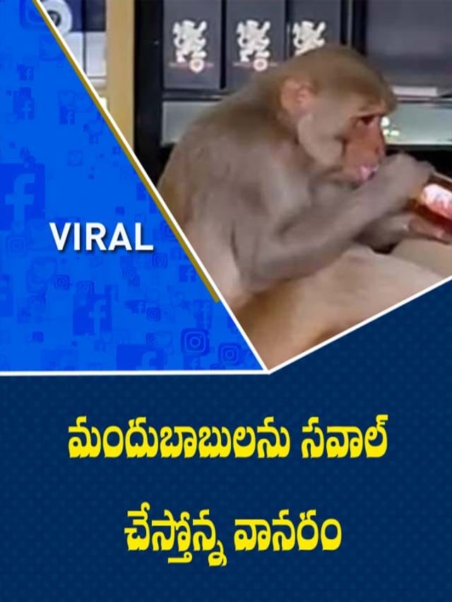 ఈ కోతి ముందు మందుబాబులు బలాదూర్.. వీడియో చూస్తే నవ్వాపుకోలేరు