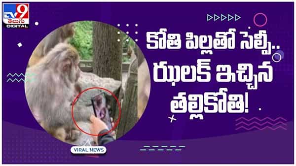 Viral Video: కోతి పిల్లను ఫొటో తీసేందుకు ప్రయత్నించిన వ్యక్తి..!! ఝలక్‌ ఇచ్చిన తల్లి కోతి..!! వీడియో