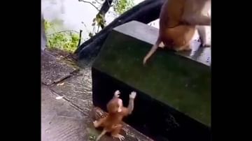 Monkey Viral Video: ఈ పిల్ల కోతి ఐడియానే వేరప్ప.. జీవితంలో ఎదగాలన్నా.. ఎగరాలన్నా ఇలా చేయండి