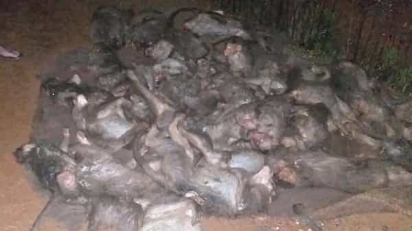 Monkeys Killed: దారుణం.. కోతులకు విషమిచ్చి.. ఆ తర్వాత గోనె సంచుల్లో కుక్కి..