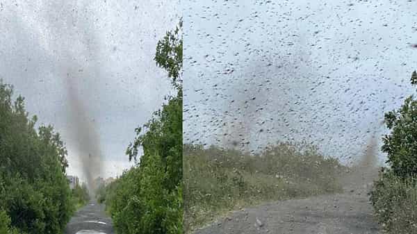Mosquito Tornado: ఆ దేశంలో దోమల సుడిగాలి.. వీడియో హల్ చల్.. ఇది మరో విపత్తుకు సంకేతం అంటున్న నెటిజన్లు