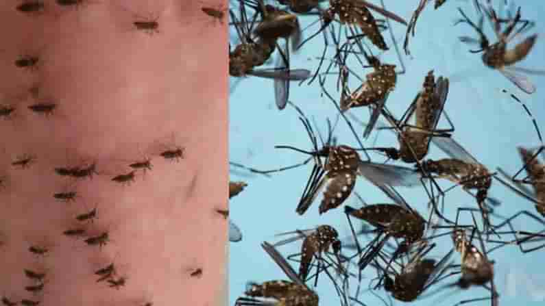 Dengue Mosquitoes: డెంగ్యూ దోమలను వేడితో చంపేయవచ్చు అంటున్నారు శాస్త్రవేత్తలు.. ఎలానో తెలుసుకోండి.
