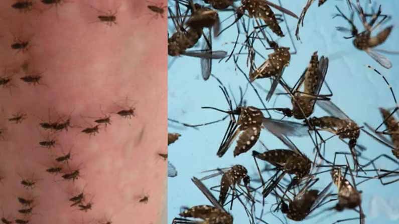 Dengue Mosquitoes: డెంగ్యూ దోమలను వేడితో చంపేయవచ్చు అంటున్నారు శాస్త్రవేత్తలు.. ఎలానో తెలుసుకోండి.