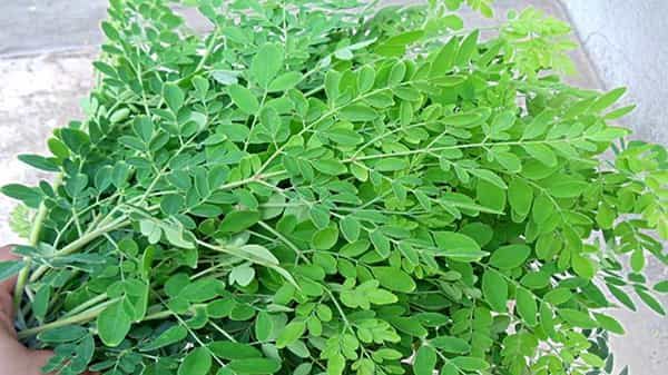 Munagaku: ఆషాడ మాసంలో మునగాకు కూర ఎందుకు తింటారు..? అసలు దీని ప్రయోజనాలు ఏంటి..?