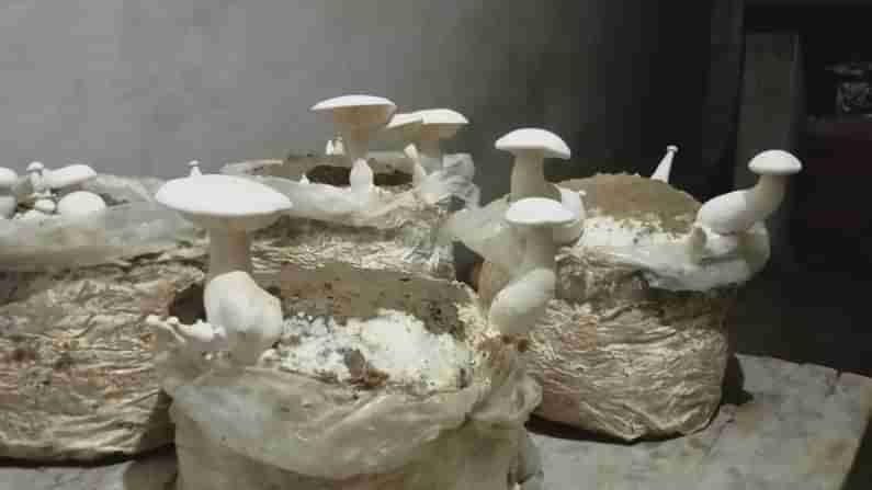 Mushrooms : పుట్టగొడుగుల సాగుతో అధిక లాభాలు..! తక్కువ ఖర్చు ఎక్కువ రాబడి.. భూమిలేనివారు కూడా ట్రై చేయవచ్చు..