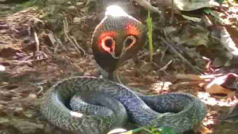 Snakes Nagamani: పాములకు నిజంగానే నాగమణి ఉంటుందా? కథలకు మాత్రమే పరిమితమా?