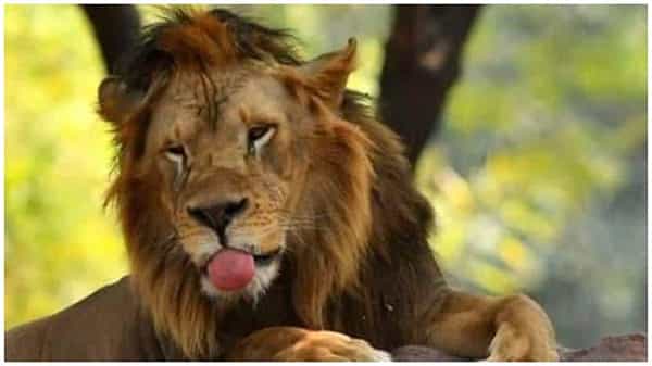విదేశాల నుంచి ఇండియాలో ప్రవేశించే జంతువులకూ నెగెటివ్ కోవిద్ టెస్ట్ రిపోర్టు తప్పనిసరి..ప్రభుత్వ ఆదేశాలు