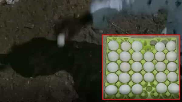 Nellore Egg: త్రోబాల్లా విసిరికొట్టినా పగలదు.. ఉడకబెట్టాక చూస్తే వెలుగులోకి అసలు రహాస్యం.. “వింత కోడిగుడ్డు”!