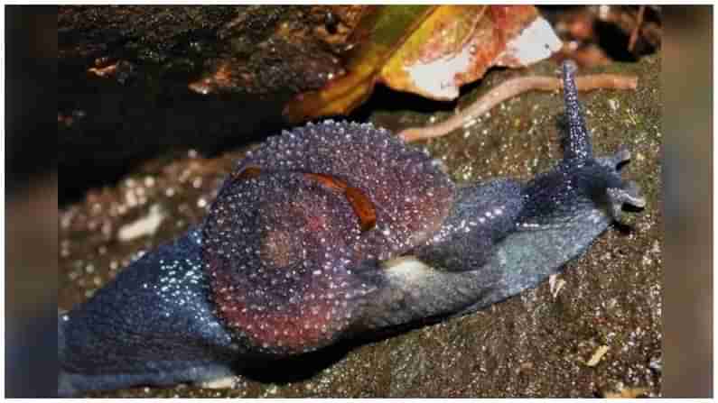 మహారాష్ట్రలో కొత్త నత్త జాతి.. ముంబై శాస్త్రవేత్త పేరునే పెట్టిన రీసెర్చర్లు.. యూరప్ జర్నల్ లో పరిశోధనా ఫలితాలు