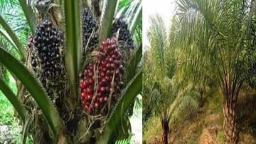 Oil Palm Cultivation: ఆయిల్ పామ్ సాగు చేసే రైతులకు తెలంగాణ సర్కార్ గుడ్ న్యూస్.. భారీగా సబ్సిడీ..