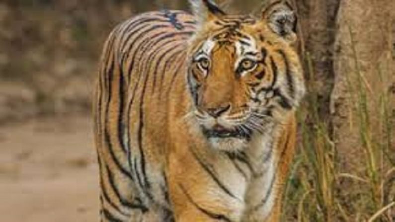 Rajaji Tiger Reserve : రాజాజీ టైగర్ రిజర్వ్‌కు చెందిన పులి కనిపించడం లేదు.. ప్రస్తుతం దాని వయసు 21 సంవత్సరాలు..