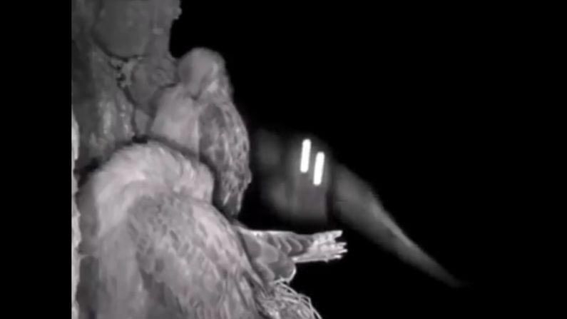 VIRAL VIDEO : గద్దపై దాడి చేసిన గుడ్లగూబ..! వీడియో మామూలుగా లేదుగా.. సోషల్ మీడియాలో వైరల్..