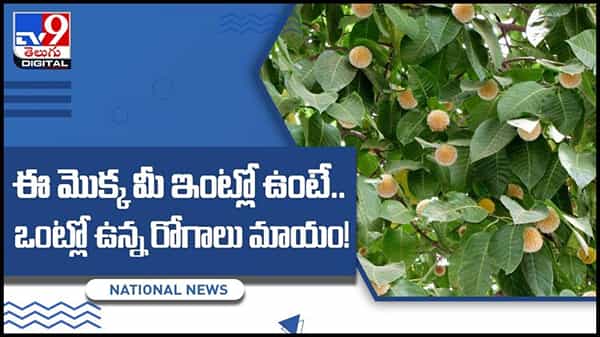 Kadamba Tree: ఈ మొక్క మీ ఇంట్లో ఉంటే.. ఒంట్లో ఉన్న రోగాలు మాయం.. వీడియో